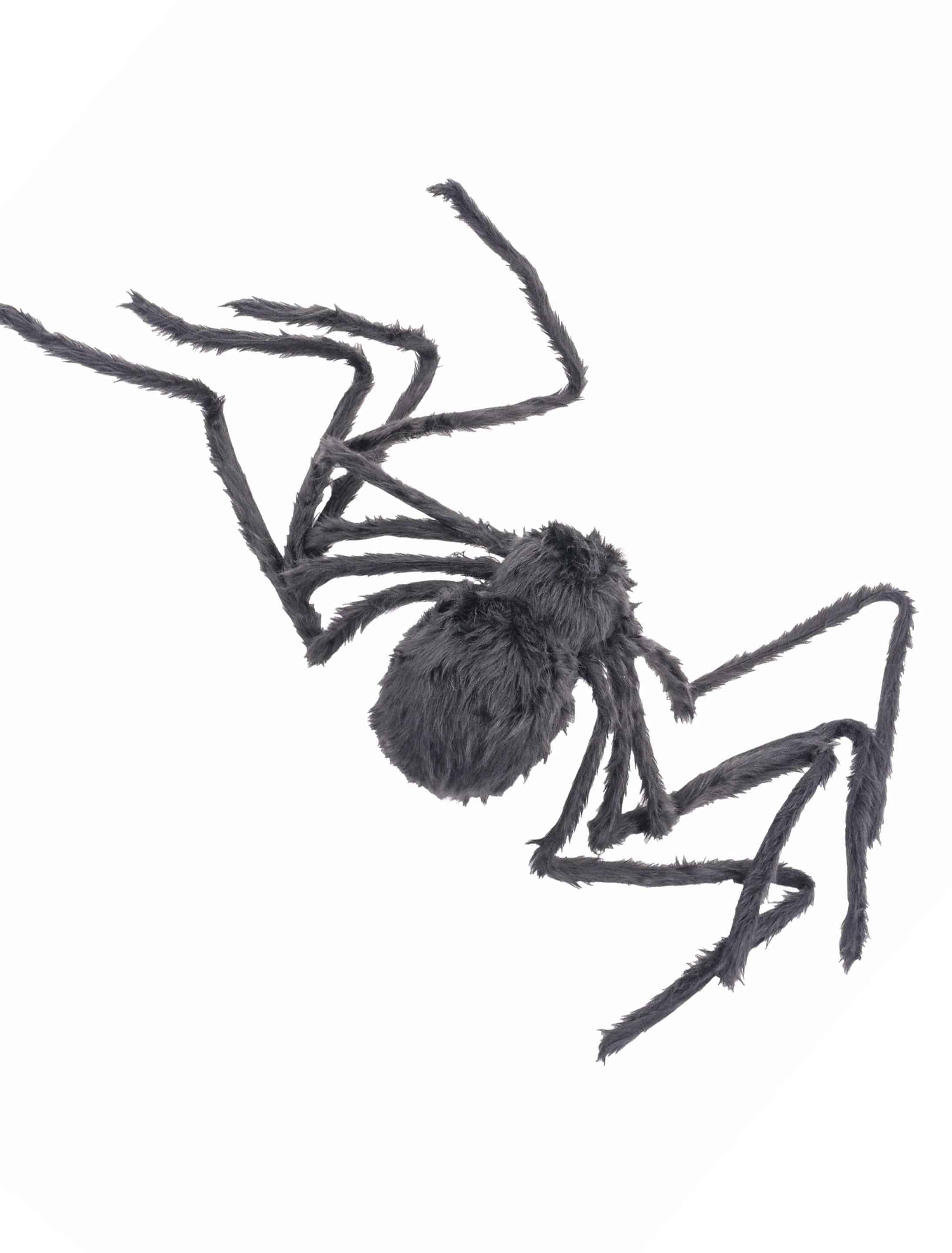 Spinne mit leuchtenden Augen schwarz