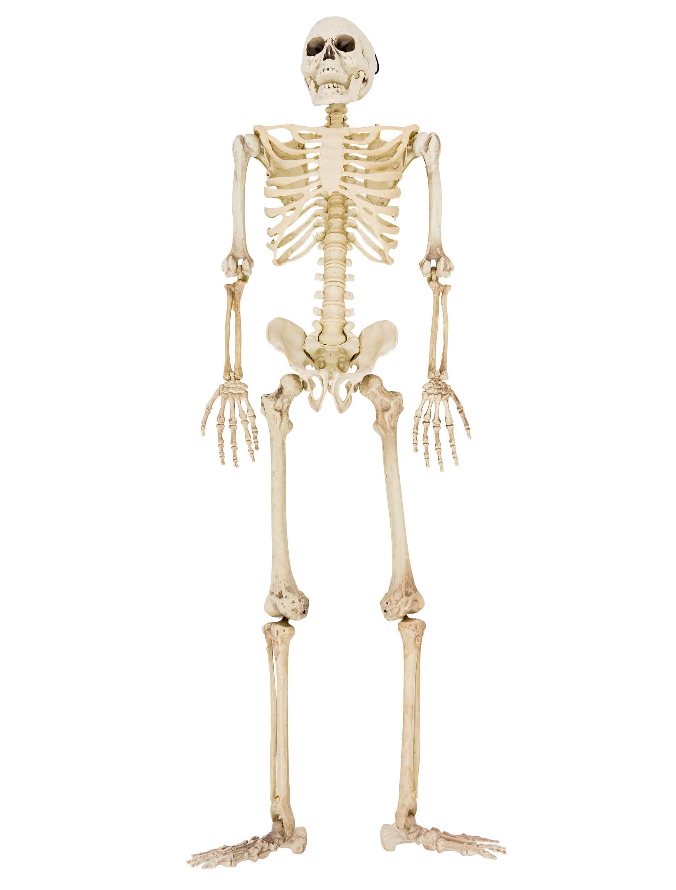 Skelett-Anhänger 80 cm - Partywinkel